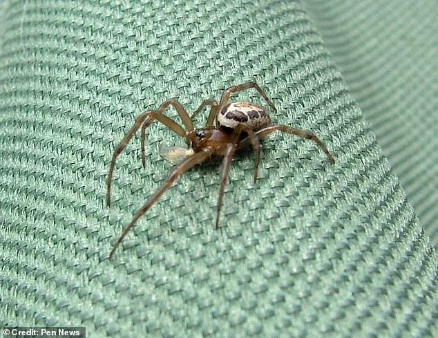 Urgent Alert: Window Cleaner Hospitalized After 'Britain's Most Dangerous Spider' Bite Sparks Renewed Safety Concerns in UK