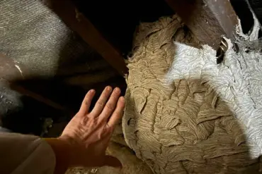 Urgent Warning: Wasps Invade UK as Population Surges After Record Heatwave